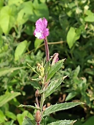 photo of Great Willowherb