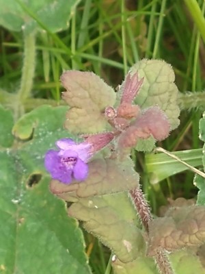 photo of Ground Ivy