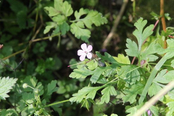 photo of Herb Robert