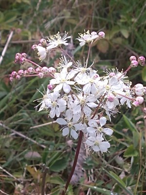 photo of Dropwort