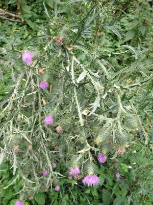photo of Spear Thistle