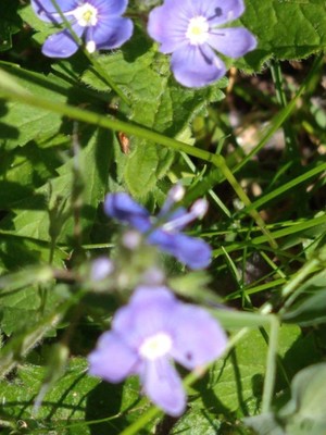 photo of Germander Speedwell