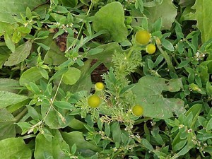 photo of Pineappleweed