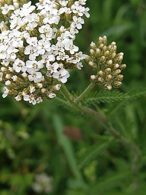 photo of Noble Yarrow