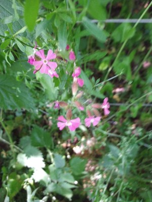 photo of Red Campion