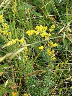 photo of Lady's Bedstraw