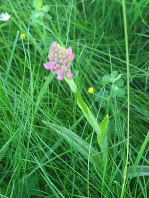 photo of Pyramidal Orchid