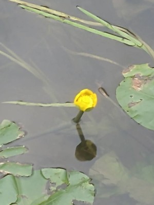photo of Yellow Water Lily