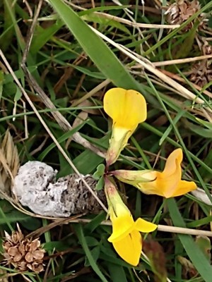 photo of Bird's Foot Trefoil