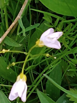 photo of Cuckoo Flower
