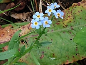 photo of Water Forget Me Not