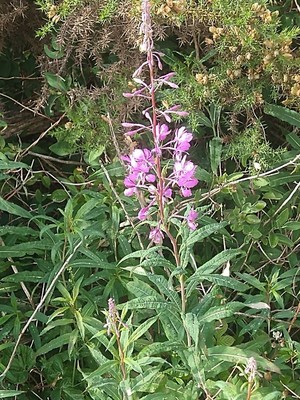 photo of Rosebay Willowherb