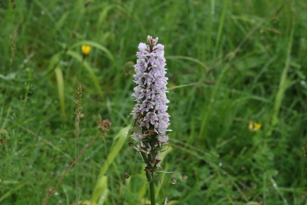photo of Common Spotted Orchid