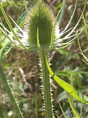 photo of Teasel