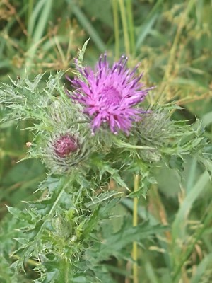 photo of Plumeless Thistle