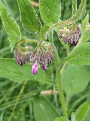 photo of Common Comfrey