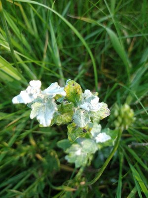 photo of White Poplar