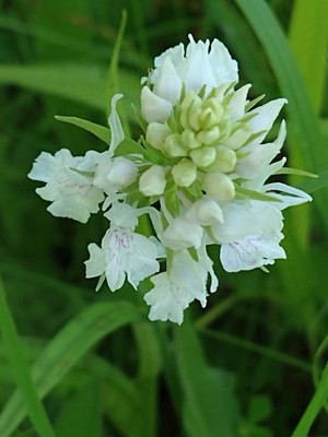 photo of Heath Spotted Orchid