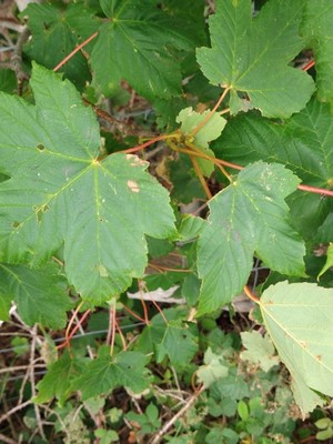 photo of Sycamore