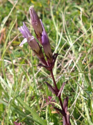 photo of Autumn Gentian