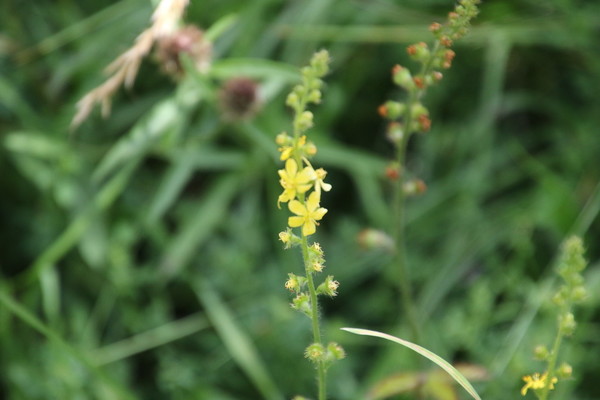 photo of Agrimony