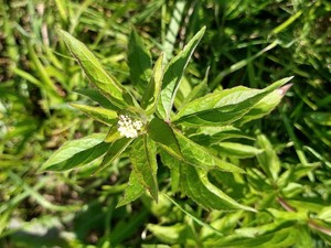 photo of Hemp Agrimony