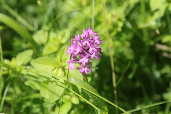 photo of Pyramidal Orchid