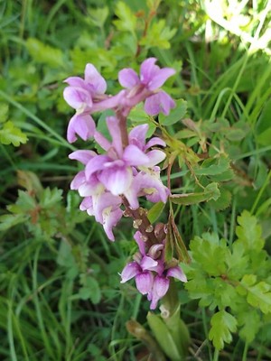 photo of Early Purple Orchid