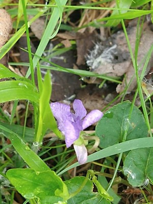 photo of Early Dog Violet