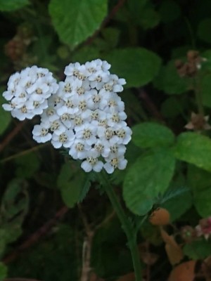 photo of Yarrow