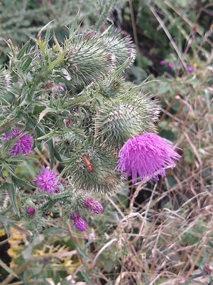 photo of Spear Thistle