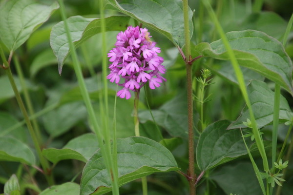 photo of Pyramidal Orchid