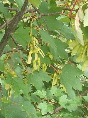 photo of Sycamore
