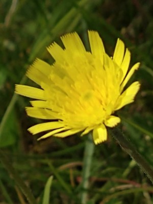 photo of Mouse Ear Hawkweed