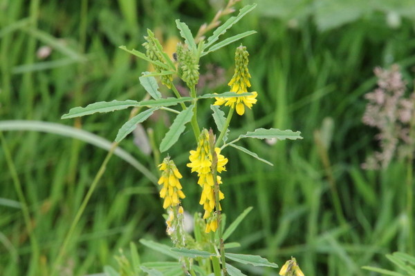 photo of Ribbed Melilot