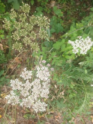 photo of Hogweed