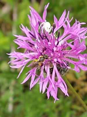 photo of Greater Knapweed