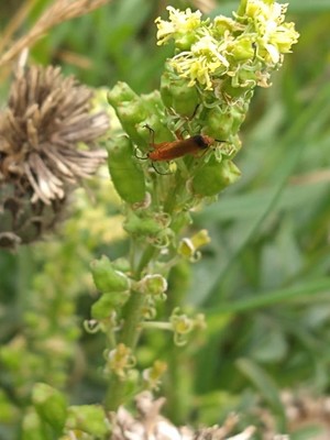 photo of Wild Mignonette