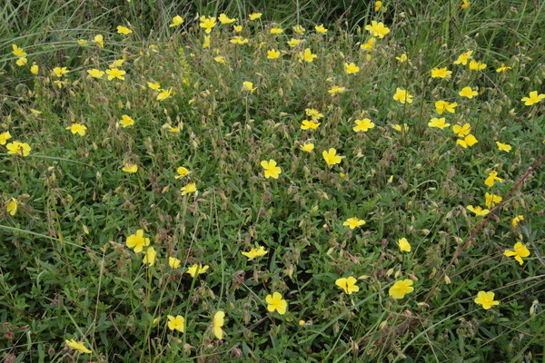 photo of Common Rockrose