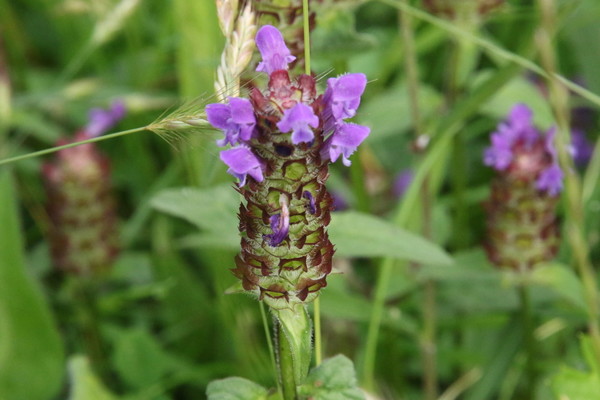 photo of Selfheal
