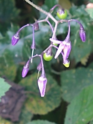 photo of Bittersweet