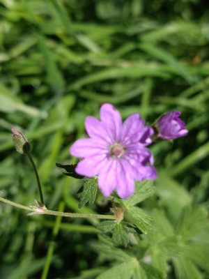 photo of Hedgerow Crane's Bill