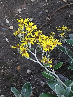 photo of Silver Ragwort