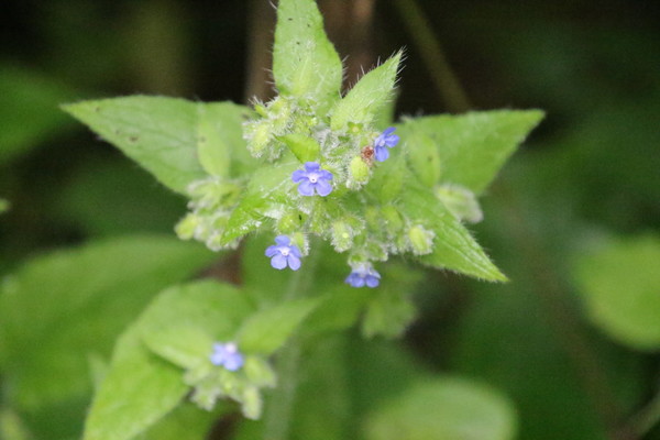 photo of Green Alkanet