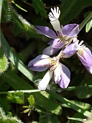 photo of Common Milkwort