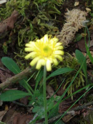 photo of Mouse Ear Hawkweed