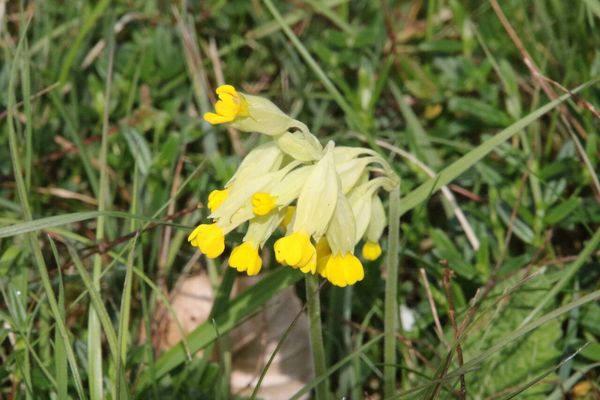 photo of Cowslip