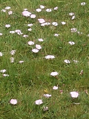 photo of Field Bindweed