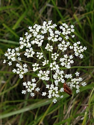 photo of Wild Carrot