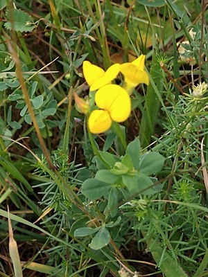 photo of Bird's Foot Trefoil